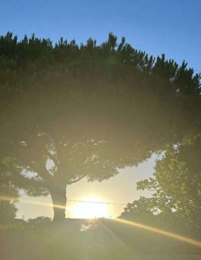Sunset behind the trees in Algarve